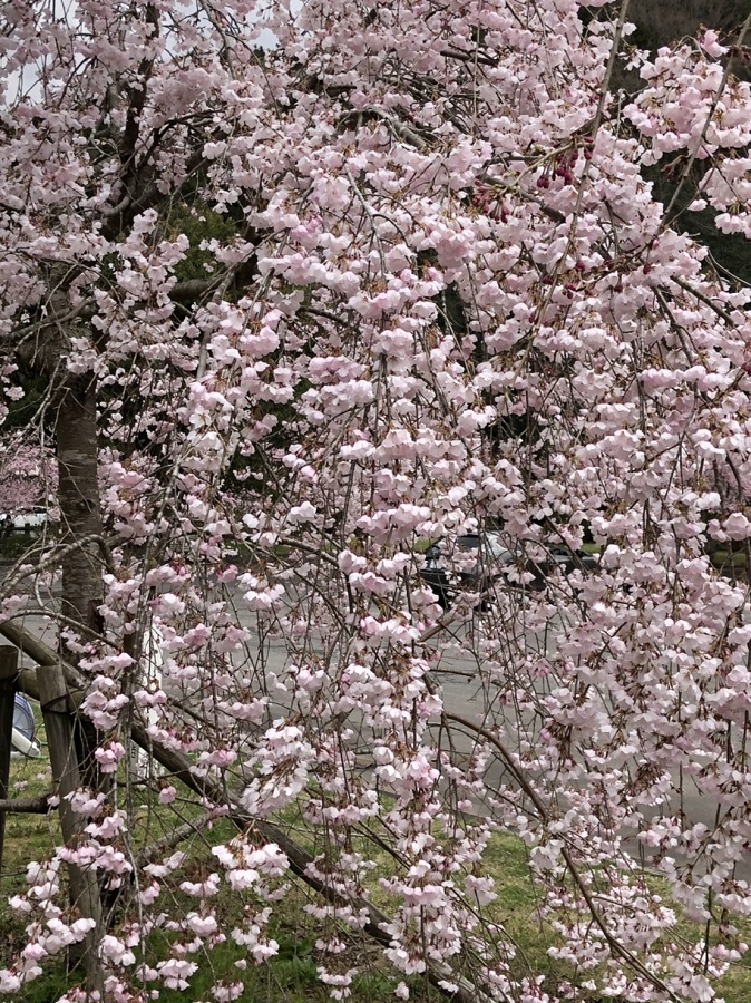 桜